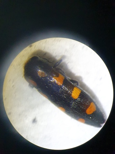 Ptosima undecimmaculata