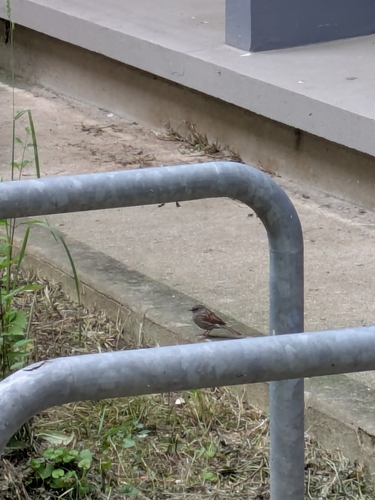 Dunnock