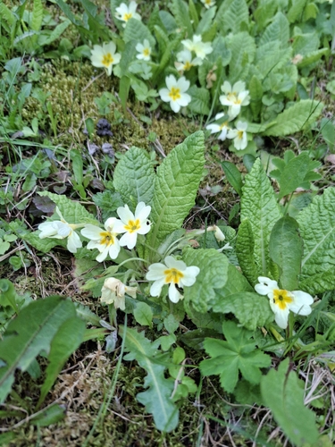 Primrose
