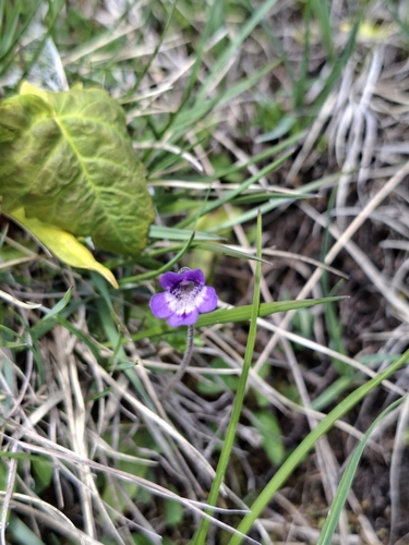 Common Butterwort