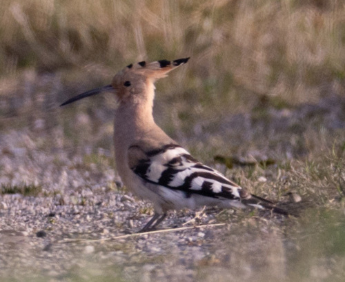 Common Hoopoe