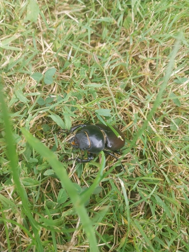 European Stag Beetle