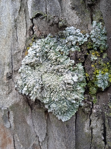 Frosted Rosette Lichen
