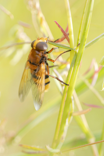 Hornet Mimic Hover Fly
