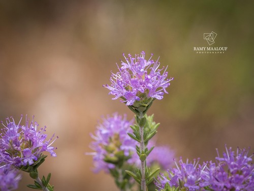 Spanish Oregano