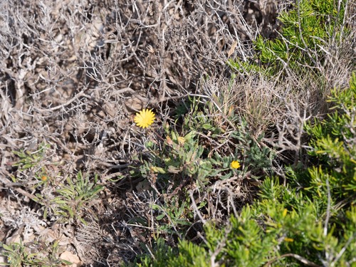 Sea Marigold