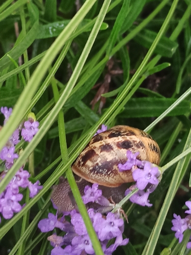 Garden Snail