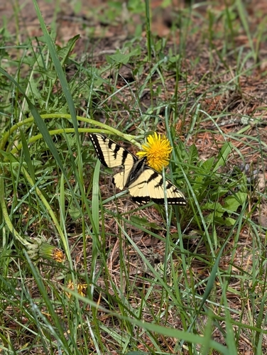 Canadian Tiger Swallowtail