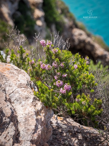 Mediterranean Heath