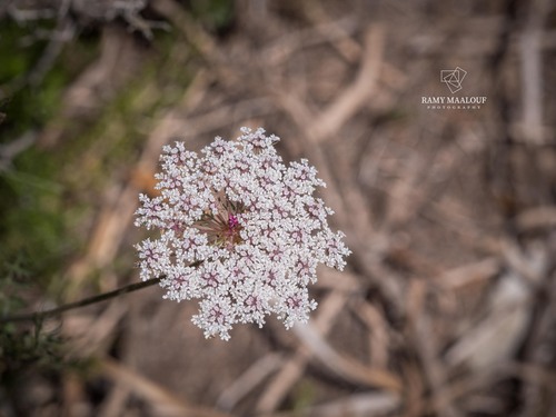 wild carrot
