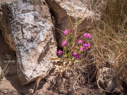 Common centaury