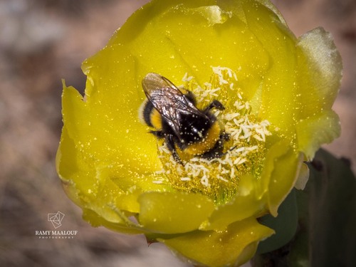Bombus terrestris africanus