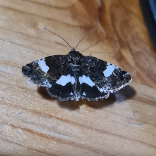 Four-spotted Moth