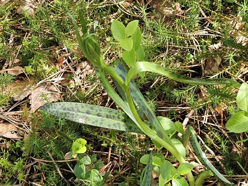 Common Spotted Orchid