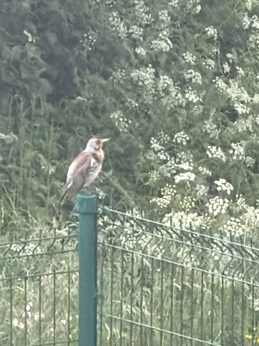 Fieldfare