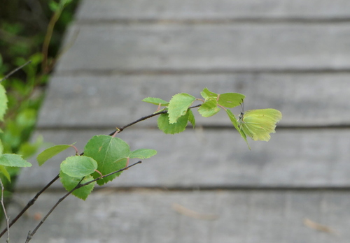Common Brimstone