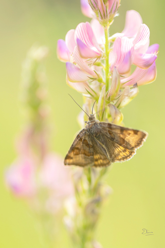 Burnet Companion