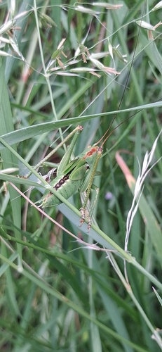 Great Green Bush-cricket
