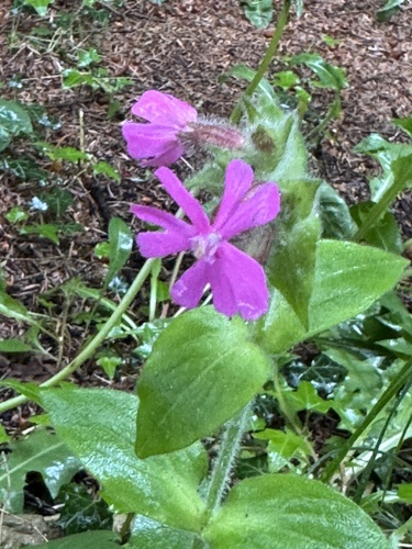 red campion