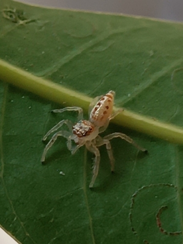 Spotted Thyene Jumping Spider