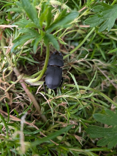 Lesser Stag Beetle