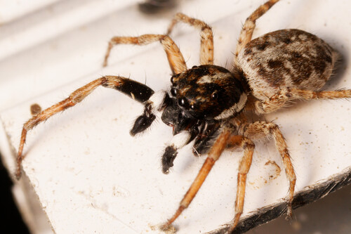 Half-edged Wall Jumping Spider