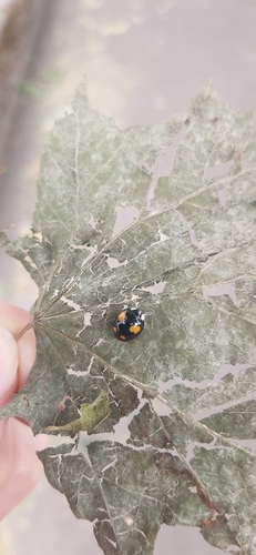 Asian Lady Beetle