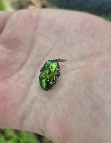 European Rose Chafer