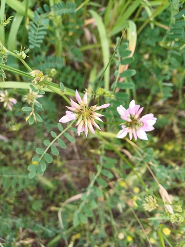purple crownvetch
