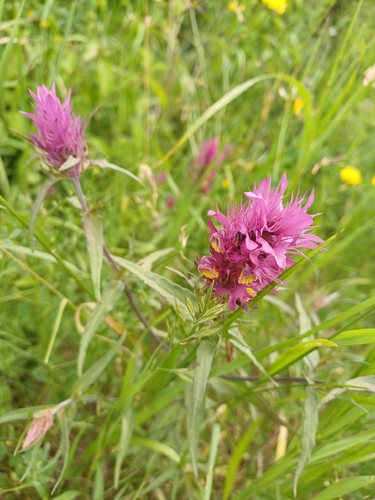 Field Cow-wheat
