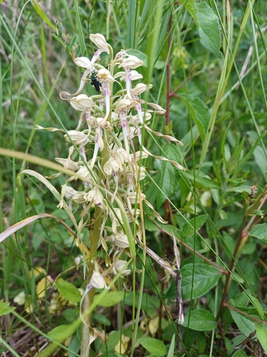Lizard Orchid