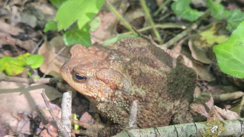 European Toad
