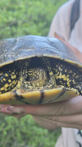 European Pond Turtle