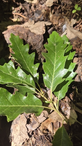 Turkey Oak