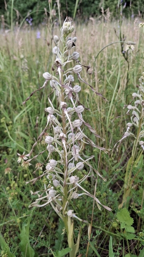 Lizard Orchid