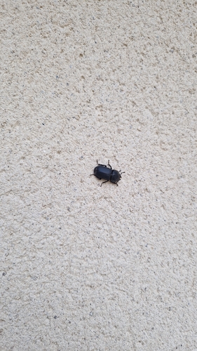 Lesser Stag Beetle