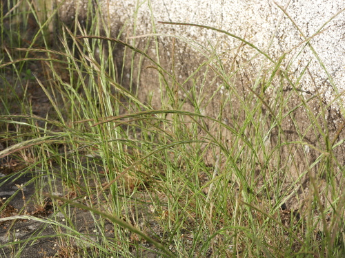 rattail sixweeks grass