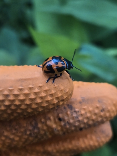 Swamp Milkweed Leaf Beetle