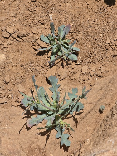 Lactuca undulata