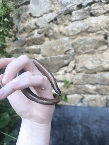 Common Slowworm