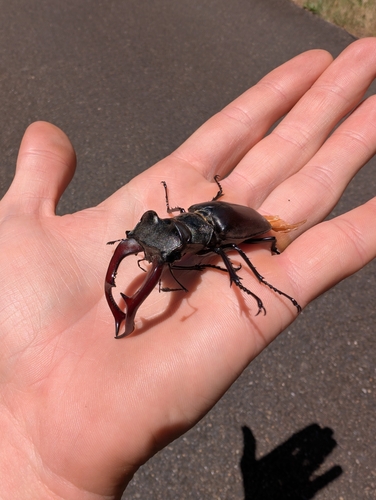 European Stag Beetle