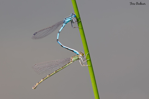 Enallagma cyathigerum