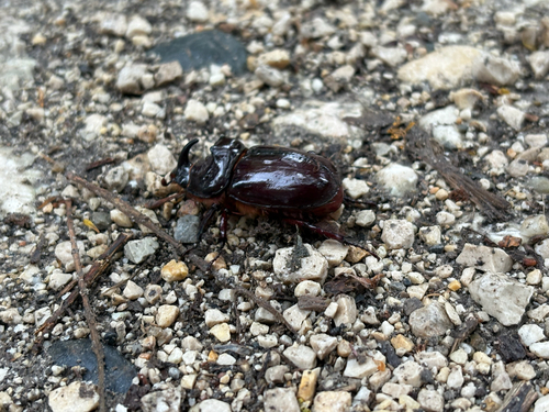 European Rhinoceros Beetle