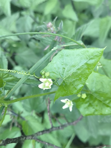 White Bryony