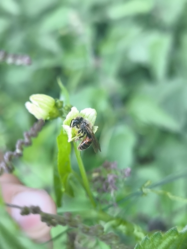 Bryony Mining Bee