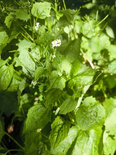 garlic mustard