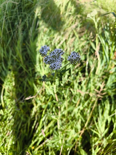 common yarrow
