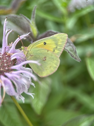 Orange Sulphur