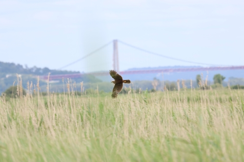 Western Marsh Harrier