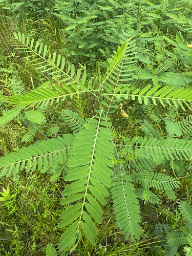 bigpod sesbania